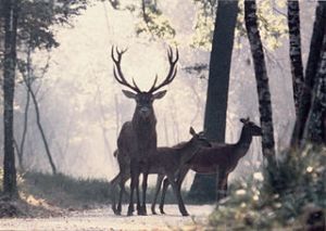 https://commons.wikimedia.org/wiki/File%3ARed_Deers_on_a_path_in_a_forest_of_Haute-Normandie.jpg